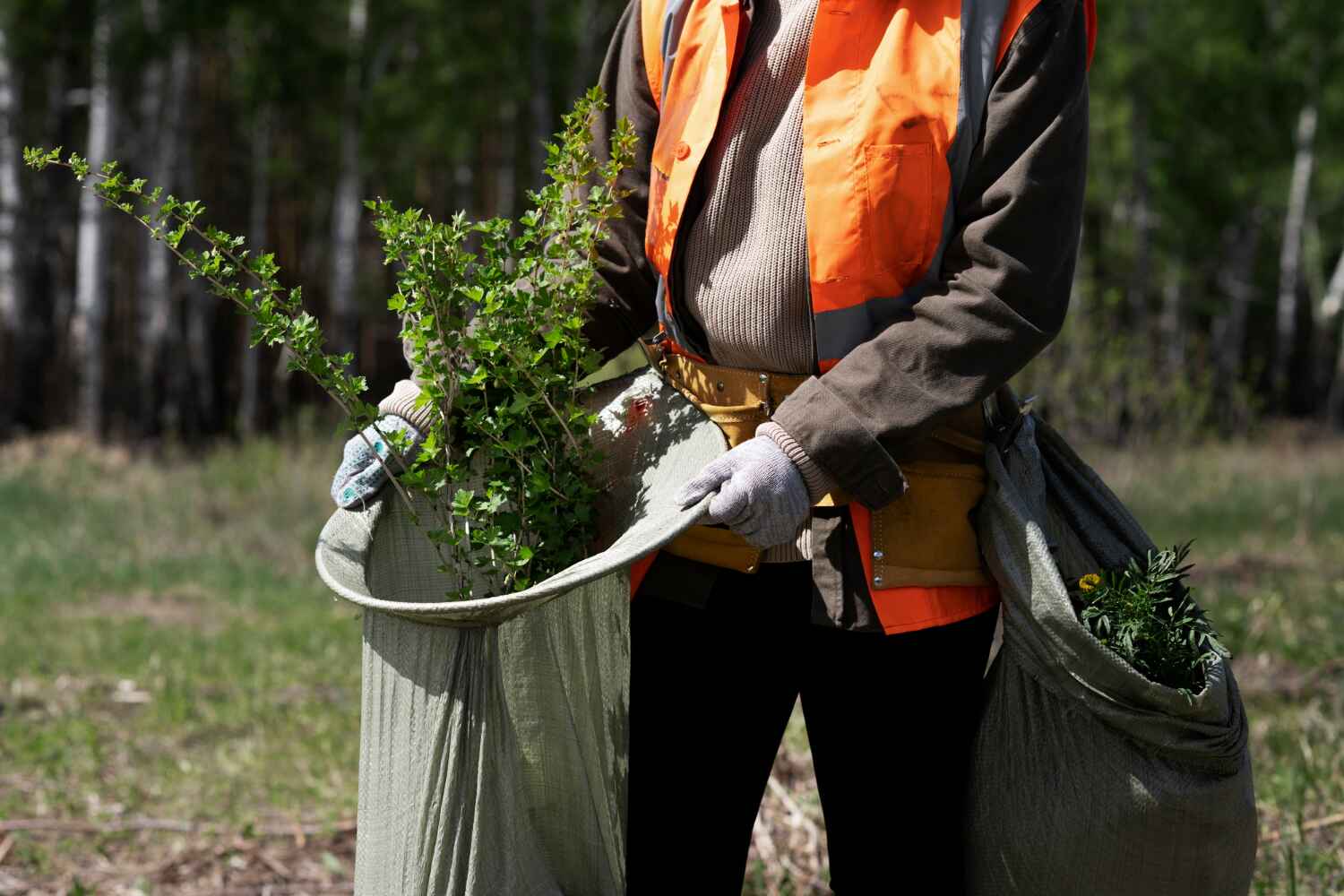 Best Tree Health Inspection  in Bloomingdale, FL